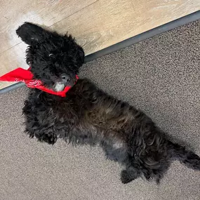 Happy Wednesday! We have doggy bandanas at the office for any of your four legged friends that would like one. Come say hi to our mascot Lola and get one! #dogsofinstagram #goldendoodle #likeagoodneighbor #elizabethismyagent