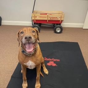 My boy Rollo, the Chief Happiness Officer of Brian Moscaritolo State Farm, visited our office recently. He made sure the office was full of smiles and tail wags!