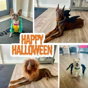 Happy Halloween, Friends! We’ve seen a bat, spider, lion, and even a dinosaur roaming around. Be safe out there and have fun!