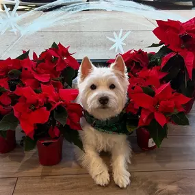 National Poinsettia Day? Say less! 
We had the best time delivering flowers to local businesses. 
Looking to save money on your business insurance in 2025? Give us a call and let’s see how we can help.