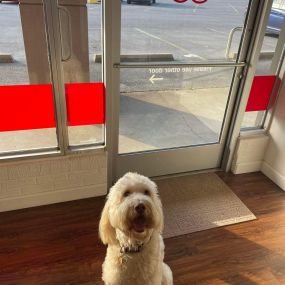 We love having furry friends come to the office!! Sam was a good boy and said hey to everyone this morning. I think he liked Jared the most  Stop by and bring your pets!