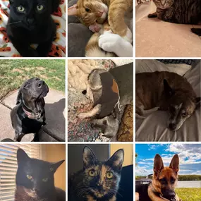 Celebrating National Pet Day with the cutest coworkers around! Check out our team’s furry friends!