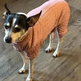 Today is National Dress Up Your Pet Day. Let’s have a beauty pageant. This is Chloe and she loves her sweaters!