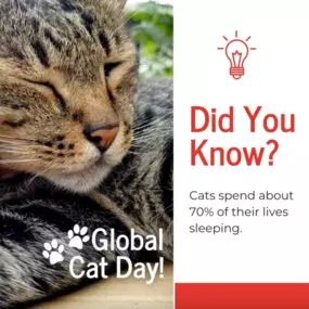 Did you know cats spend 70% of their lives sleeping? ???? Make sure they're protected for the other 30%! ???? In honor of Global Cat Day, now is the perfect time to review your pet insurance policy. Give us a call or stop by to chat!