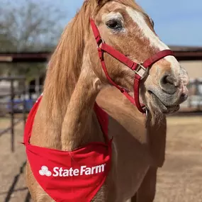 Make sure all of your loved ones are covered even the furry ones! Call us for a quote today! Hunter Bolden State Farm Insurance Agent