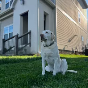 Did you know you can get insurance for your pets? Make sure all of your loved ones are covered. Get a free insurance quote for your dog today!