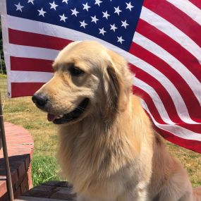 Happy Independence Day from the team at Heather Vina State Farm! Augie the Therapy Doggie actually watches the neighborhood fireworks and then barks at the rest we hear throughout the weekend.