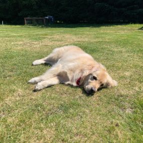 Post-therapy dog visit.  Resting in the sunshine, cool grass in the backyard.  It is a tough life, but someone has to do it!