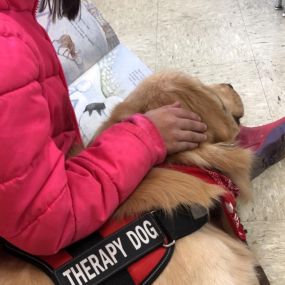 Happy Read Across America Day! We love reading and helping to make books available to local students. Augie the Therapy Doggie likes to listen to his friends read to him.