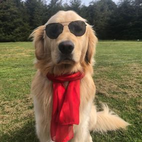 Of course Augie The Therapy Doggie won’t miss national dress up your dog day! He is just too cool for school don’t you think?