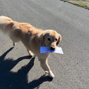 Augie had to make a quick run to the mailbox