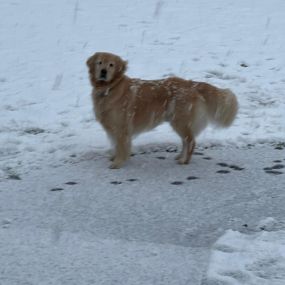 Augie was a little unsure about the snow a couple of weeks ago