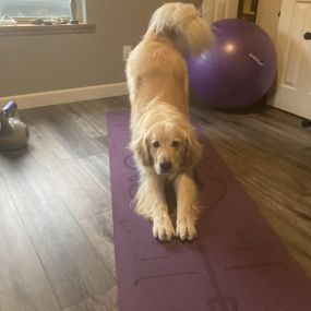 Downward dog... literally