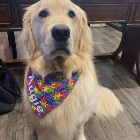 Augie sporting his autism awareness bandana