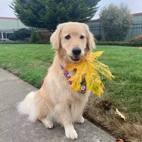 Augie is ready for the first day of fall