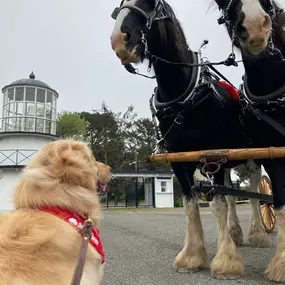 Augie and the Clydesdales