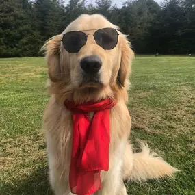 Of course Augie The Therapy Doggie won’t miss national dress up your dog day! He is just too cool for school don’t you think?