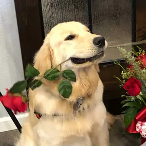 Happy Valentine's Day! If you don't have a Valentine, don't worry. Here at Heather Vina State Farm, we've got you covered. Augie the Therapy Doggie would love to be your Valentine! Pop into the office and get your Augie snuggle.