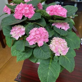 Barbara went above and beyond for a customer and her efforts were so appreciated the customer brought her this beautiful plant.  Way to go Barbara!!!