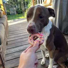 It's National Doughnut Day!  We made sure to place an advance order with @vincentvandoughnut - they're our fav! Even Gus got in on the action with his very own  dog-nut.