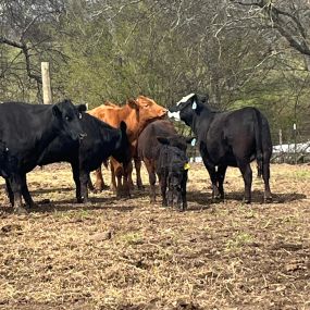 Where fields meet policies. As an insurance agent specializing in farm and ranch coverage, I immerse myself in the land.