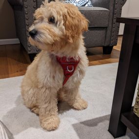 Meet Buster, another new addition to our State Farm Family! Buster is a Whoodle. Yes, a Whoodle: Wheaten Terrier mixed with a Poodle. He is 4 months old, loves running up and down the stairs, playing, and watching TV. He is super cuddly, friendly, and fun! Congratulations to Courtney and family on your new fur baby.