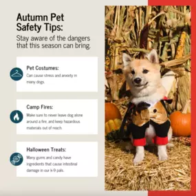 This fall, keep your pets healthy, happy, and safe by following these safety precautions! Call us to review your pet insurance choices and keep them secure all year!