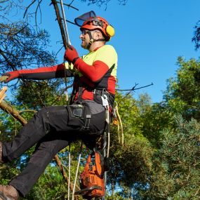 Bild von Nationwide Tree Service