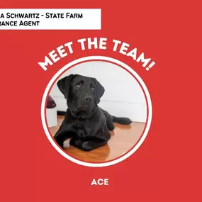 Bild von Trisha Schwartz - State Farm Insurance Agent