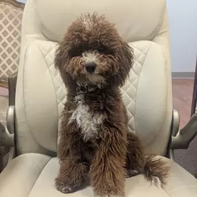 Say hello to Ellie, my adorable sidekick! Every day, she inspires me to help families in Holly Springs secure their loved ones with the right insurance. Whether it’s home, auto, or life insurance, I’m here to guide you every step of the way. Let’s connect and make sure you’re covered!