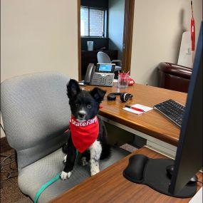 Meet our newest team member, Juniper! She is always smiling, ready to help, and warmly greets when entering the office!