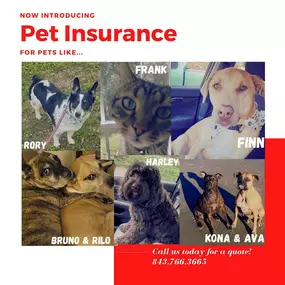 We’re excited to announce that we are now offering Pet Medical Insurance. Let us protect them like we protect you!