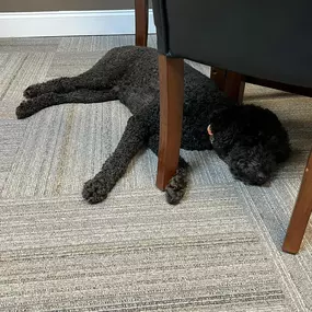 At Huddyfarm, we love having Dixie Hudson welcome our clients. Being nine years old, she tends to rest a lot after lunch. Stop by and see her. She would love some Scooby snacks!