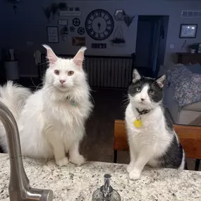 Fur-get the world, it’s National Pet Day!