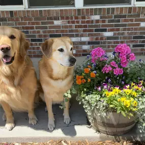 Fur-get the world, it’s National Pet Day!
