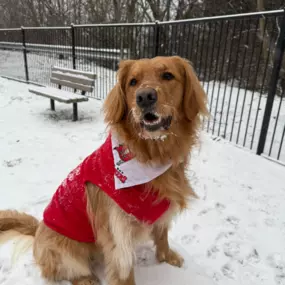 Our office pup, Rosie, is making the most of the snow while our team stays hard at work! ❄️???? Need a free quote? Rosie’s on it as soon as she gets back to her desk.