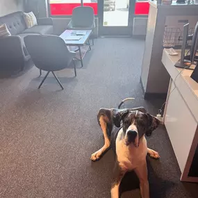 We’ve had a paw-some visitor in the office this week! ???? (Shhh, don’t tell our office dog, Rosie.) Stop in or give the team a call for a free, no obligation quote and mention this post for a free Amazon gift card from @monty.thedane!