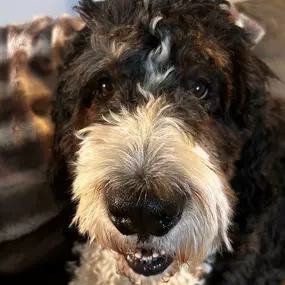 Katie, Ginny, and Emily are working from home while the office move is in progress. Emily's dog Tommy is helping out today too!