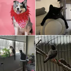 Happy National Pet Day to all you animal lovers out there! ???? Bonnie, Maverick, Toby, Ernie, and all of Annette's Zebra Finches are wishing your furry friends a day full of treats, napping, and, if the weather permits, a nice walk! ???? Show your pets some extra love and appreciation today! ???? #NationalPetDay #chapmanstatefarm #furryfriends