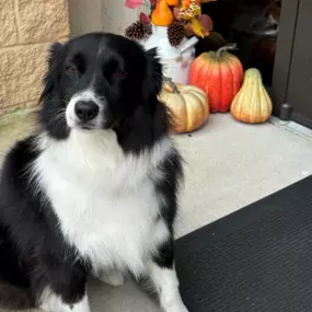 It's officially PUP-kin spice season! Reindeer and Cocoa sure are ready for some cooler weather. 
Let us help make sure your families insurance needs are fully covered this fall, give us a call!