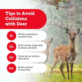 Don't let deer steal the spotlight on your road trip! Explore ways to minimize the chances of deer encounters while driving.