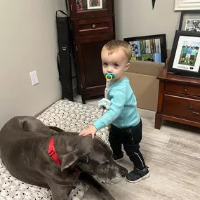 Hera the Great Dane at Brent Holtz - State Farm Agent's Office