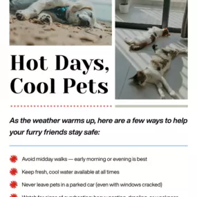 As the temps climb, our pets feel it even more than we do.

Here are a few quick ways to help keep them safe in the summer heat:

Walk early or late — avoid peak sun hours
Keep water bowls full and shaded
Skip the car rides if they can’t come inside
Know the signs of heat stress — panting, drooling, or sluggishness

They can’t tell us when it’s too much, so let’s stay one step ahead.

3212 West End Ave. Suite #300,
Nashville, TN 37203
(615) 383-0449

We are proud to serve not only Nashville but 