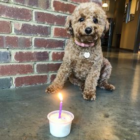 Our cutest employee turns 4 today! 
Since commencing her employment at Ann Price State Farm, Izzy has maintained an impressive unbroken streak of Employee of the Month for four consecutive years!                                            
She looks forward to continuing her position of resident office dog for many years to come ????