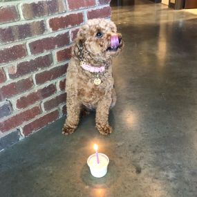 Our cutest employee turns 4 today! 
Since commencing her employment at Ann Price State Farm, Izzy has maintained an impressive unbroken streak of Employee of the Month for four consecutive years!                                            
She looks forward to continuing her position of resident office dog for many years to come ????