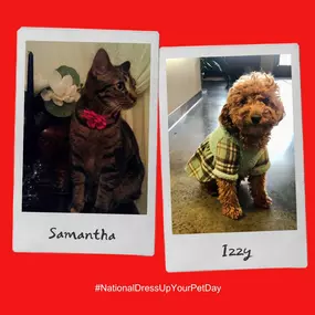 Today is National Dress Up Your Pet Day and we couldn't resist the opportunity to share Nancy's precious fur baby, Samantha