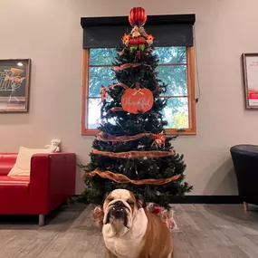 Piper is thrilled to announce the new Thanksgiving tree! She also says that you should give thanks this year by coming into the office and giving her a treat! Make an appointment for your annual insurance review with Linda and Piper today!