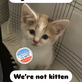 Smores the State Farm kitten is here to say happy National Voter Registration Day and don’t forget to register to vote!
#nationalvoterregistrationday #statefarm #kitten #az #localbuisness #townofgilbert