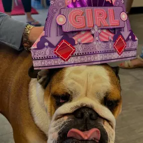 Happy 3rd Birthday to Piper the best State Farm bulldog in the world! Thank you so much to our neighbors @aboveandbeyondpoolsaz for coming over to celebrate with us! Piper got lots of love and treats today and her friend even made her a very special birthday card. Happy Birthday Piper!