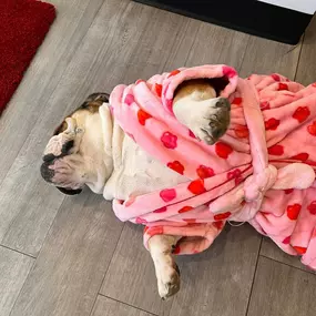 Are you as comfortable with your coverage as Piper is in her robe?  Call or message me for a quote or review so you too can have the peace of mind of great coverage with a great Agent!